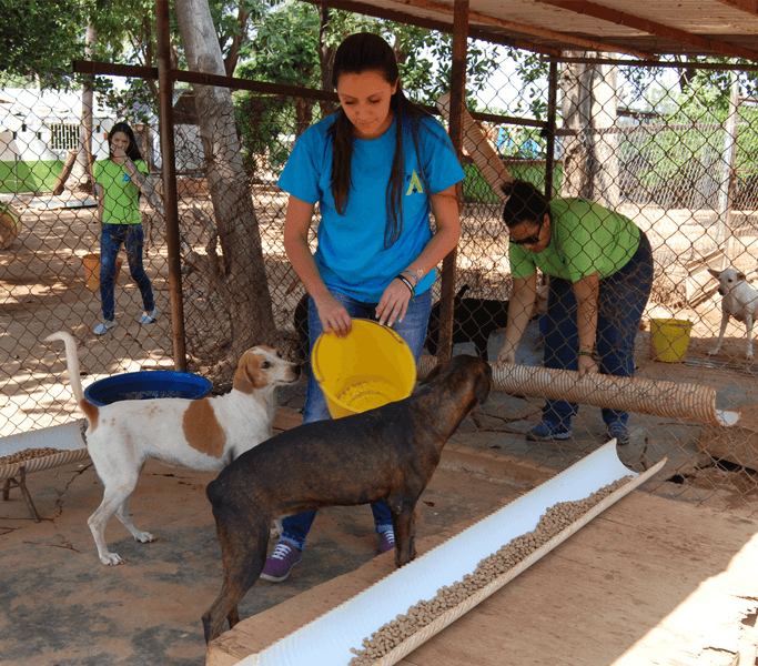 Voluntarios alimentando perros ASODEPA